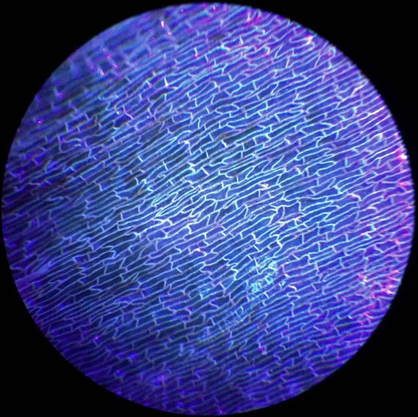 Las tabletas, Cola, papel: fotos macro de objetos familiares que te sorprenderá Las tabletas, Cola, papel: fotos macro de objetos familiares que te sorprenderá