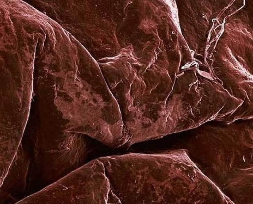 Las tabletas, Cola, papel: fotos macro de objetos familiares que te sorprenderá Las tabletas, Cola, papel: fotos macro de objetos familiares que te sorprenderá