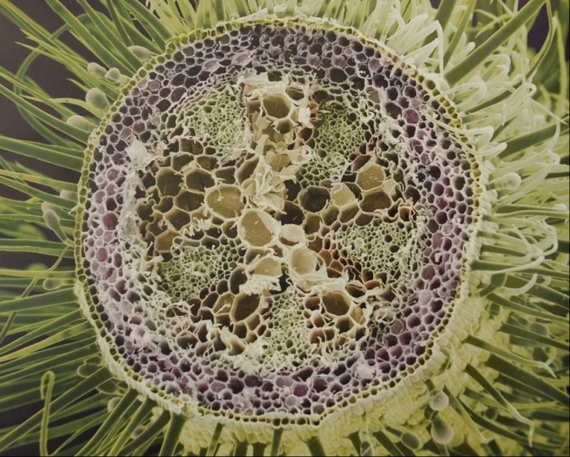 Las tabletas, Cola, papel: fotos macro de objetos familiares que te sorprenderá Las tabletas, Cola, papel: fotos macro de objetos familiares que te sorprenderá