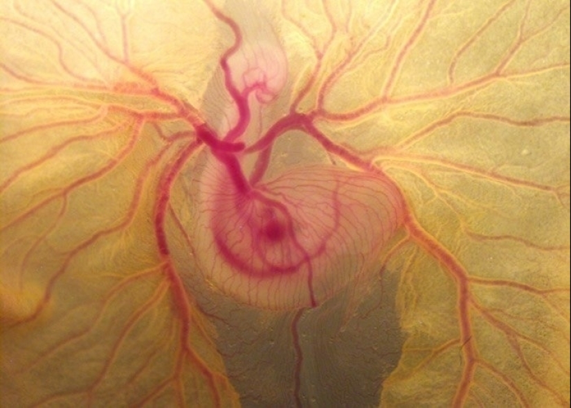 Las tabletas, Cola, papel: fotos macro de objetos familiares que te sorprenderá Las tabletas, Cola, papel: fotos macro de objetos familiares que te sorprenderá