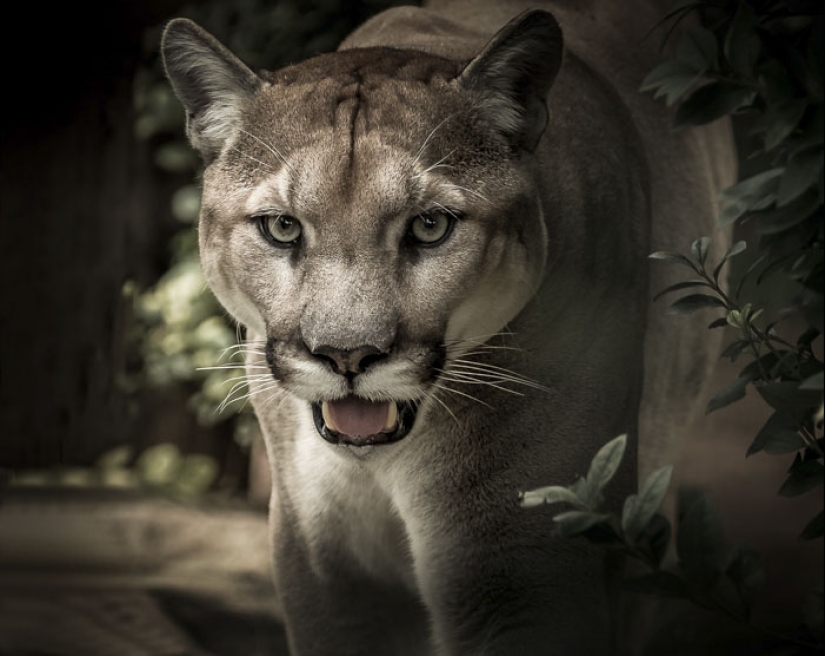 "Las tortugas son muy fuerte compañero. Muy" y otras revelaciones de los trabajadores del zoológico acerca de los animales "Las tortugas son muy fuerte compañero. Muy" y otras revelaciones de los trabajadores del zoológico acerca de los animales
