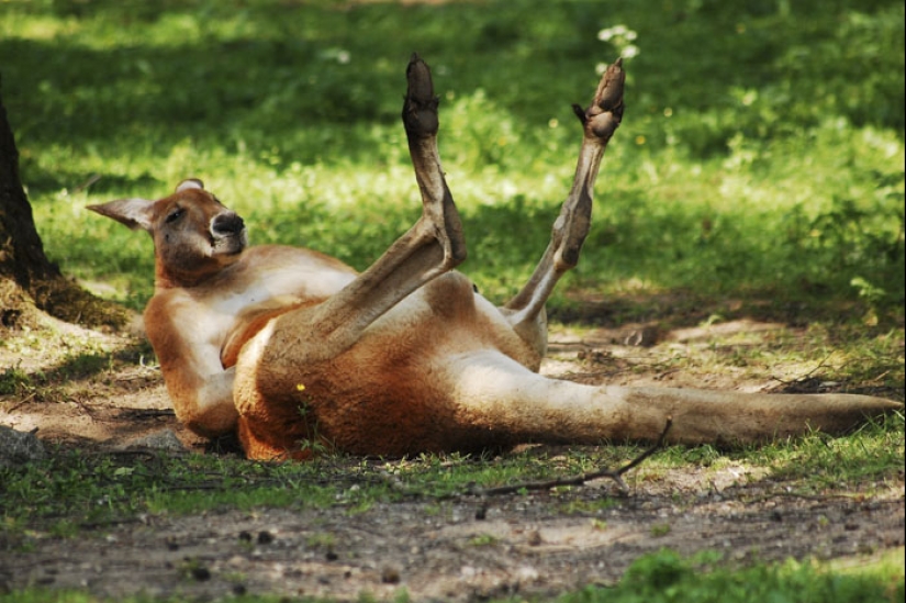 "Las tortugas son muy fuerte compañero. Muy" y otras revelaciones de los trabajadores del zoológico acerca de los animales "Las tortugas son muy fuerte compañero. Muy" y otras revelaciones de los trabajadores del zoológico acerca de los animales