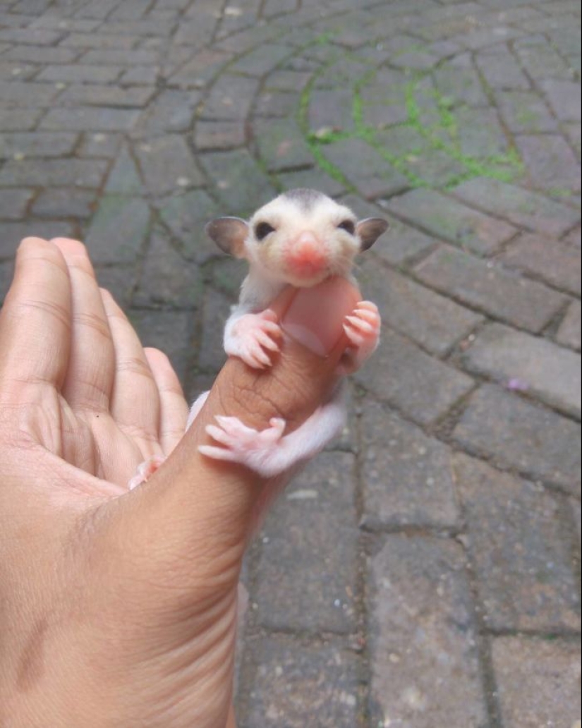 Las zarigüeyas son los animales más dulces del mundo