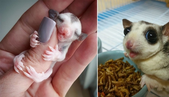 Las zarigüeyas son los animales más dulces del mundo Las zarigüeyas son los animales más dulces del mundo