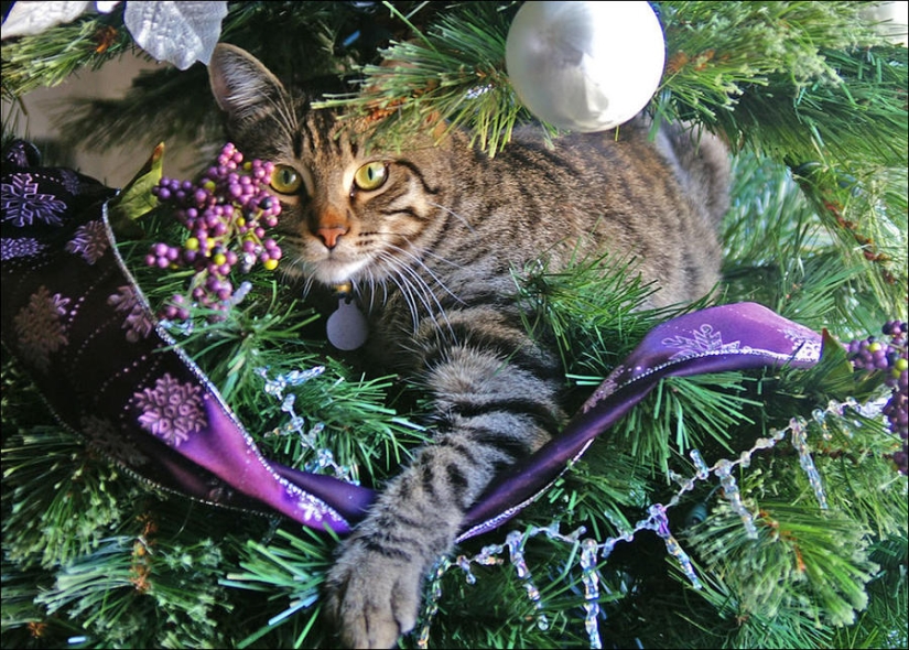 ¿Le pusiste un árbol de Navidad al gato?