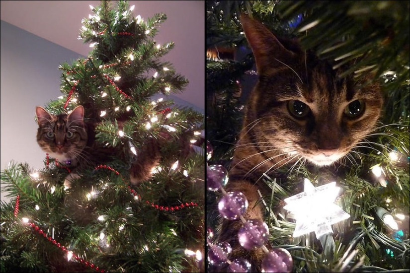 ¿Le pusiste un árbol de Navidad al gato?