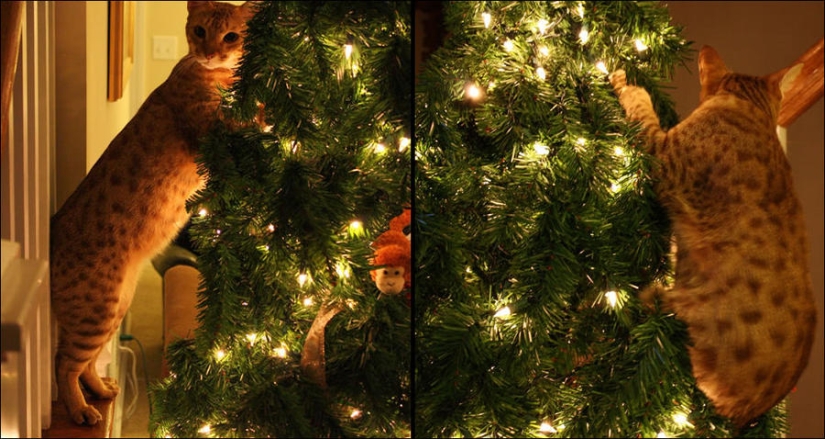 ¿Le pusiste un árbol de Navidad al gato?