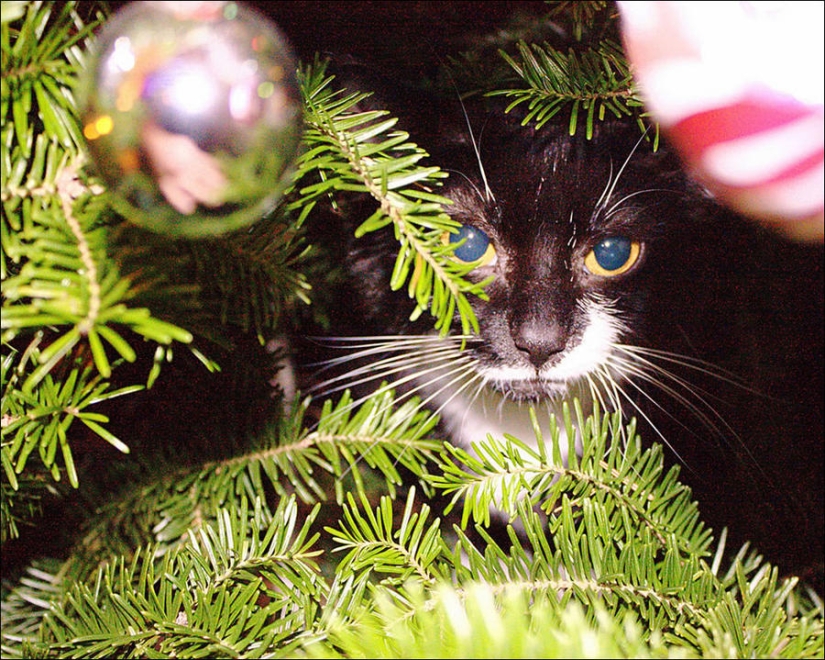 ¿Le pusiste un árbol de Navidad al gato?