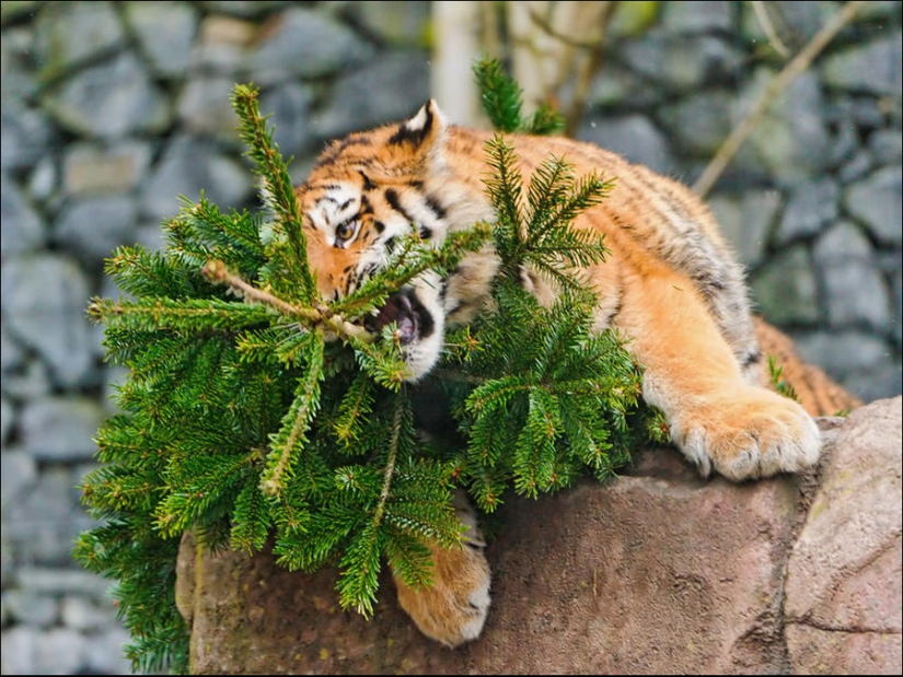 ¿Le pusiste un árbol de Navidad al gato?