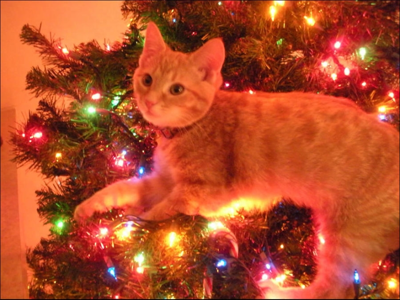 ¿Le pusiste un árbol de Navidad al gato?