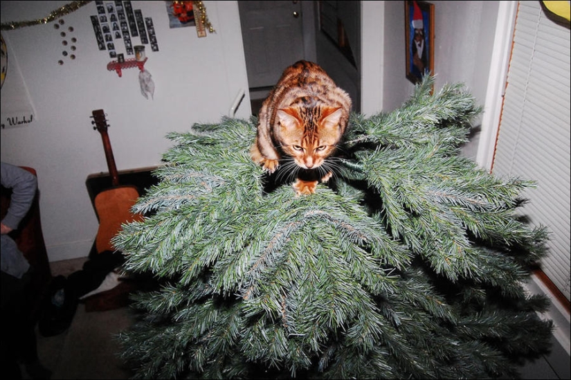 ¿Le pusiste un árbol de Navidad al gato?