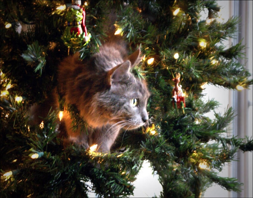 ¿Le pusiste un árbol de Navidad al gato?