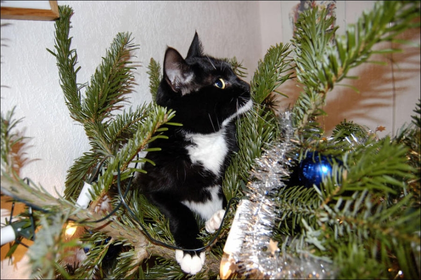 ¿Le pusiste un árbol de Navidad al gato?