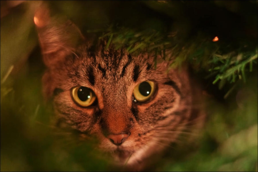 ¿Le pusiste un árbol de Navidad al gato?
