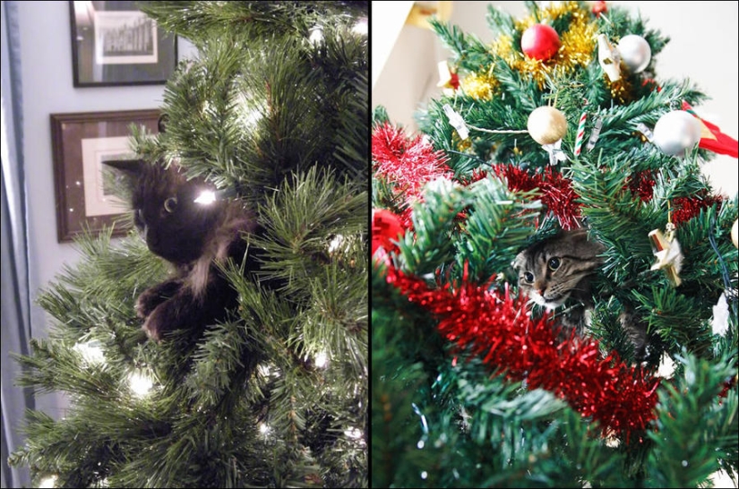 ¿Le pusiste un árbol de Navidad al gato?