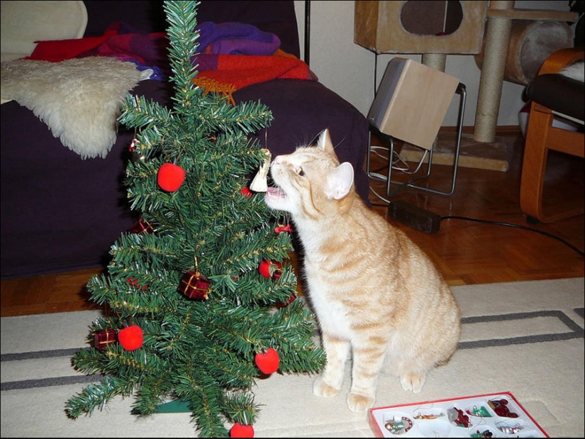 ¿Le pusiste un árbol de Navidad al gato?