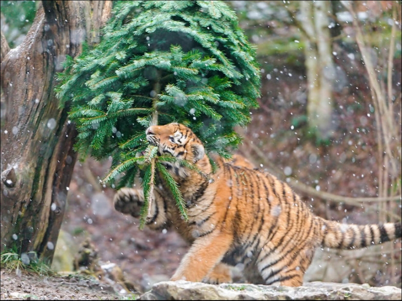 ¿Le pusiste un árbol de Navidad al gato?