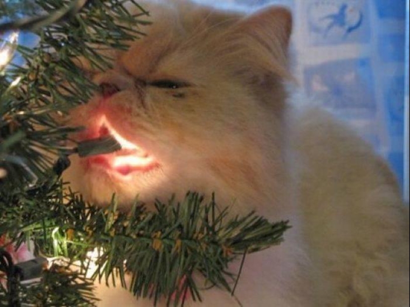 ¿Le pusiste un árbol de Navidad al gato?