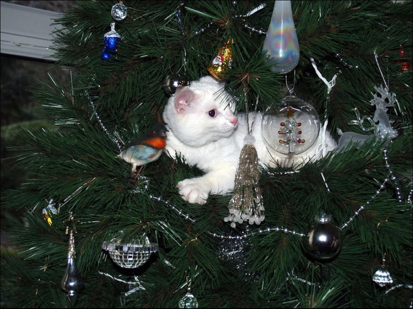 ¿Le pusiste un árbol de Navidad al gato?