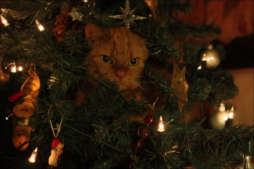 ¿Le pusiste un árbol de Navidad al gato?
