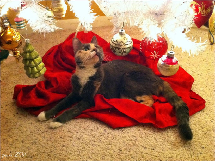 ¿Le pusiste un árbol de Navidad al gato?
