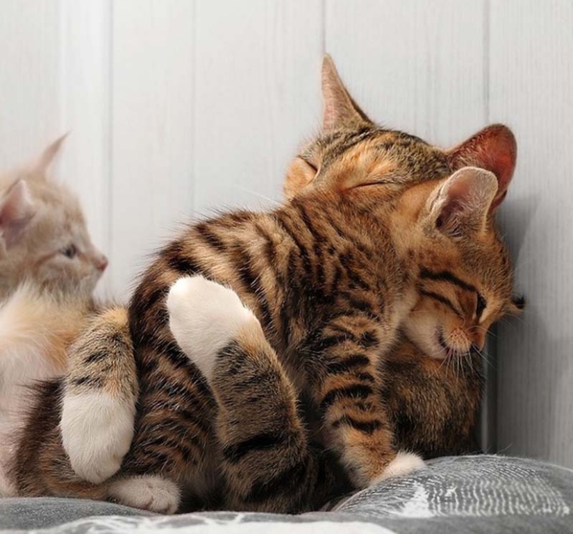 Learning to hug from cats
