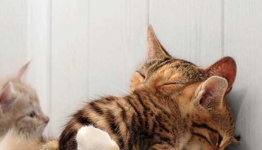 Learning to hug from cats