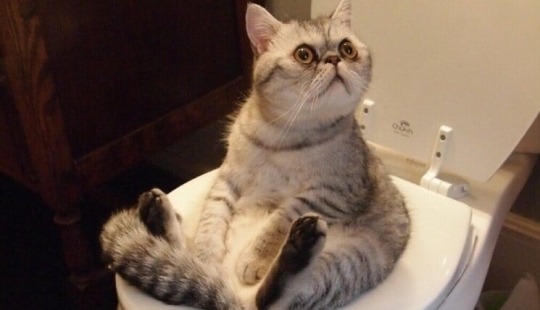 Leche con arenque: ¿los gourmets se arriesgan a combinar estos productos?