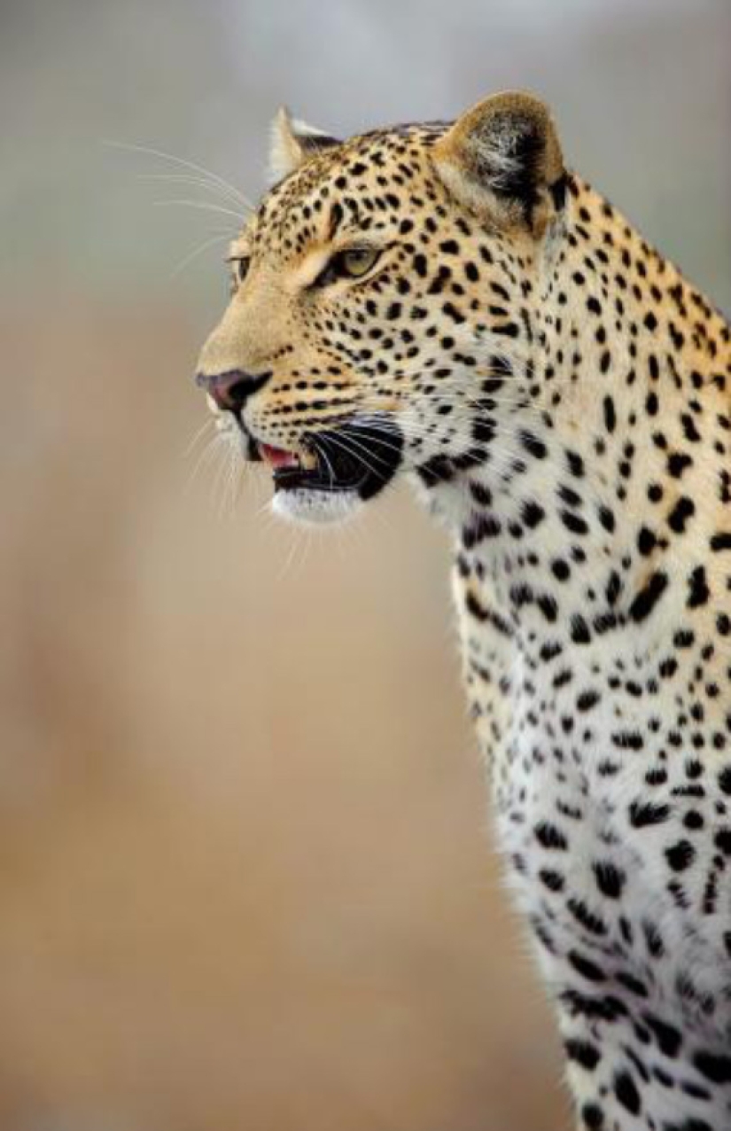 Leopardos africanos en fotografías de Greg du Toit