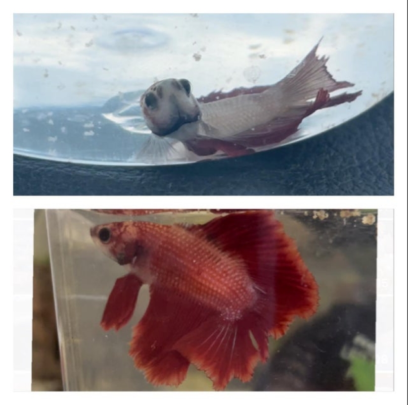 Lágrimas en los ojos: 22 fotos de animales antes y después de encontrar su hogar Lágrimas en los ojos: 22 fotos de animales antes y después de encontrar su hogar