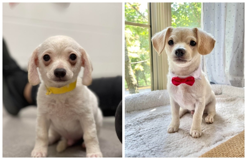 Lágrimas en los ojos: 22 fotos de animales antes y después de encontrar su hogar Lágrimas en los ojos: 22 fotos de animales antes y después de encontrar su hogar