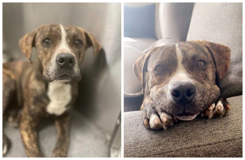 Lágrimas en los ojos: 22 fotos de animales antes y después de encontrar su hogar Lágrimas en los ojos: 22 fotos de animales antes y después de encontrar su hogar