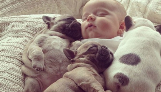 Lindos cachorros bulldog que derretirán tu corazón Lindos cachorros bulldog que derretirán tu corazón