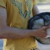 Lindos huskies en miniatura de kli-kai que viven en Alaska