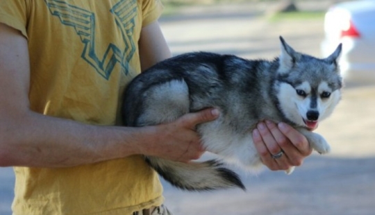 Lindos huskies en miniatura de kli-kai que viven en Alaska
