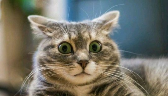 Lluvia de diamantes de la boda y Mak: 20+ loco hechos, que sin duda querrá comprobar en Google Lluvia de diamantes de la boda y Mak: 20+ loco hechos, que sin duda querrá comprobar en Google