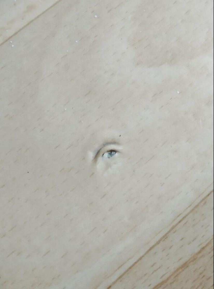 ¿Lo parecía o no? 22 fotos de cosas que son muy similares a otras cosas