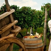 Lo que necesita saber sobre pirañas: Verdad y ficción