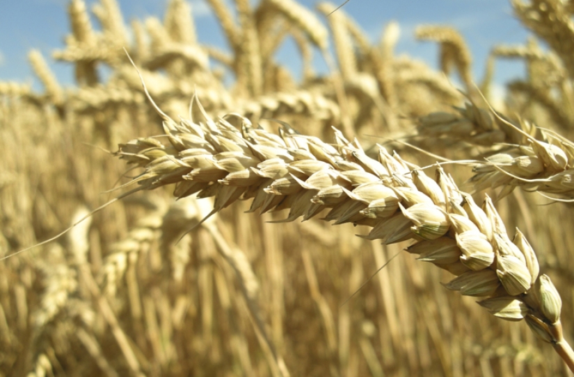 Lo que no escribirán en las etiquetas: lo que necesita saber sobre 10 aditivos alimentarios "dañinos" Lo que no escribirán en las etiquetas: lo que necesita saber sobre 10 aditivos alimentarios "dañinos"