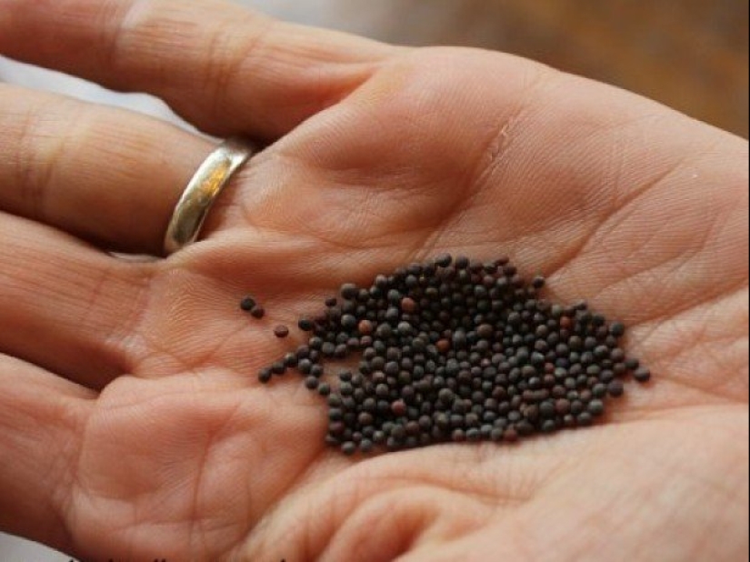 Lo que Rusia participó en levelwise y por qué esta profesión era muy honorable Lo que Rusia participó en levelwise y por qué esta profesión era muy honorable