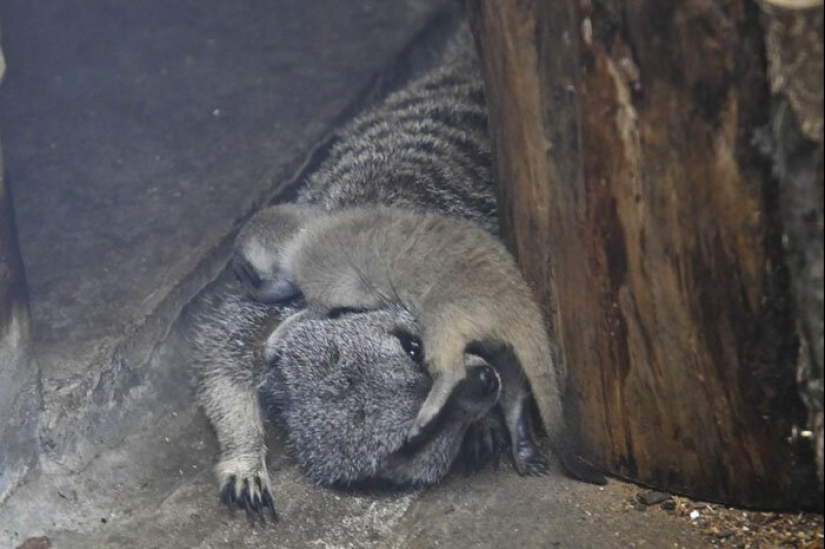 Loading dose of fluffy minimisethe: family of meerkats from Japan