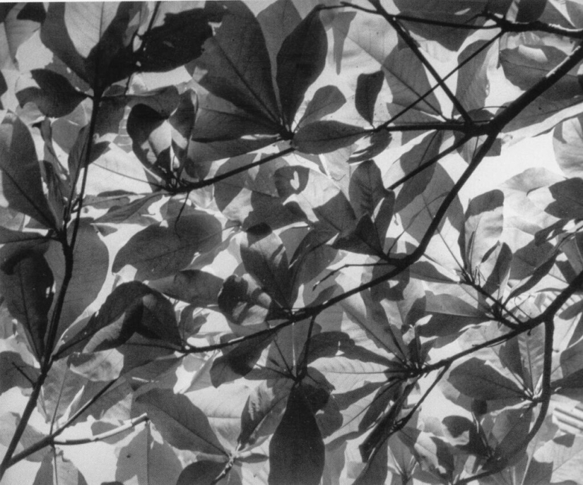 Lola Alvarez Bravo - Mexican Photography in Female Hands Lola Alvarez Bravo - Mexican Photography in Female Hands