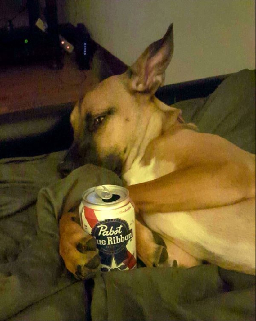 Look into the soul: a mustache beggars, which you just can not refuse Look into the soul: a mustache beggars, which you just can not refuse