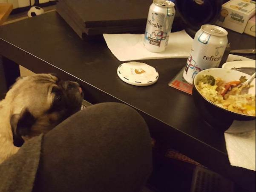 Look into the soul: a mustache beggars, which you just can not refuse Look into the soul: a mustache beggars, which you just can not refuse