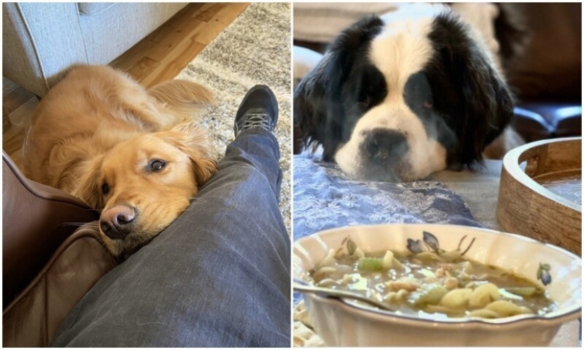 Looks right into the soul: 30 dogs who beg for food from their owners