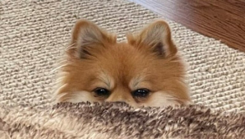 Looks right into the soul: 30 dogs who beg for food from their owners