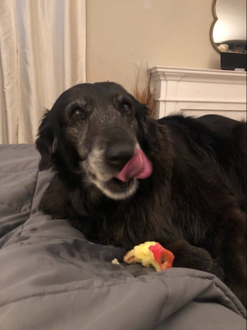 Looks right into the soul: 30 dogs who beg for food from their owners