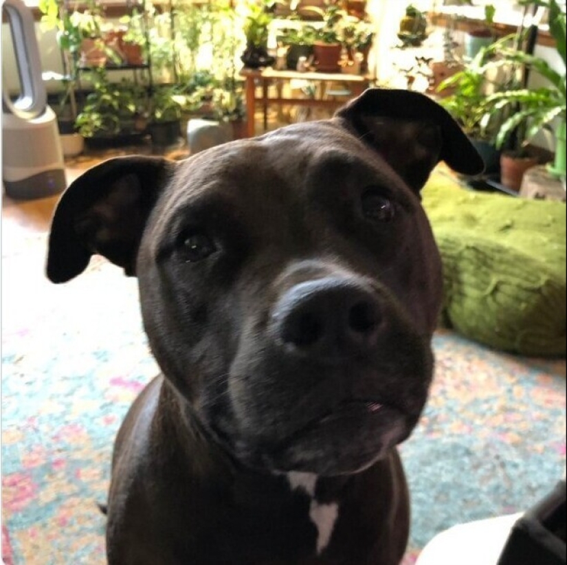 Looks right into the soul: 30 dogs who beg for food from their owners