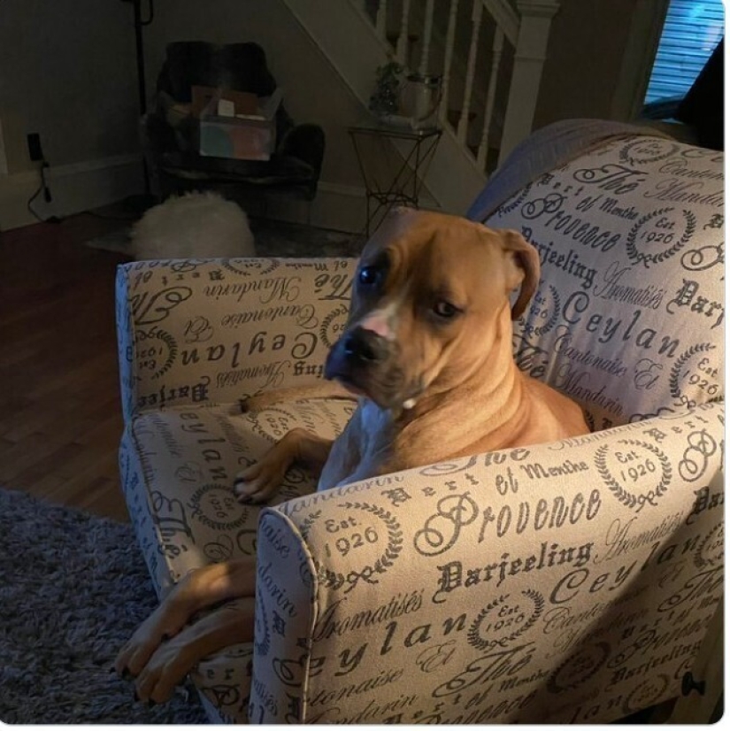 Looks right into the soul: 30 dogs who beg for food from their owners