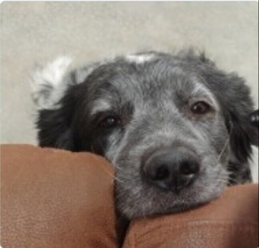 Looks right into the soul: 30 dogs who beg for food from their owners